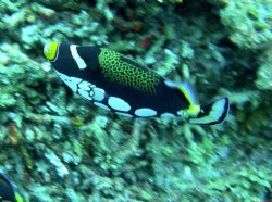 Clown Triggerfish, I use a Nikon Coolpix 7900 with a Fant... by Chuck Gunn 